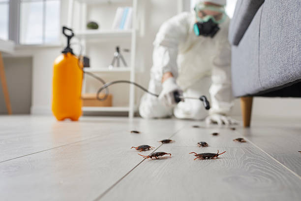 Post-Treatment Bed Bug Interceptor Monitoring in Beeville